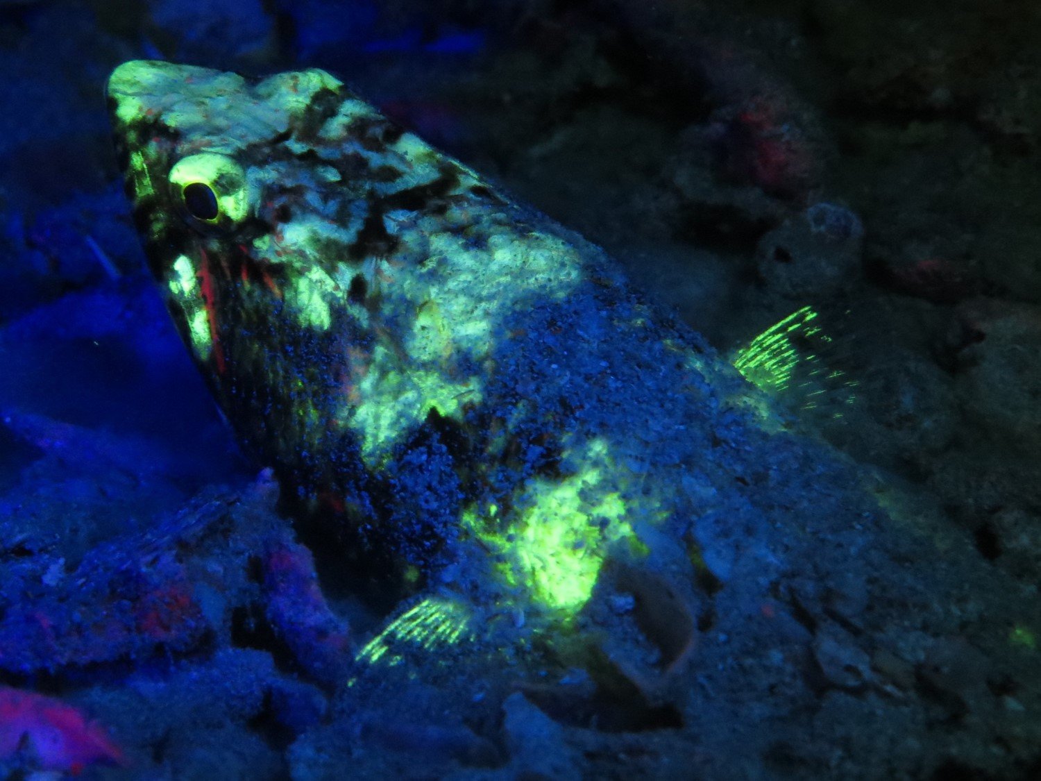 SeaLife Sea Dragon Fluoro Dual Beam Tauchlampe 800 Lumen