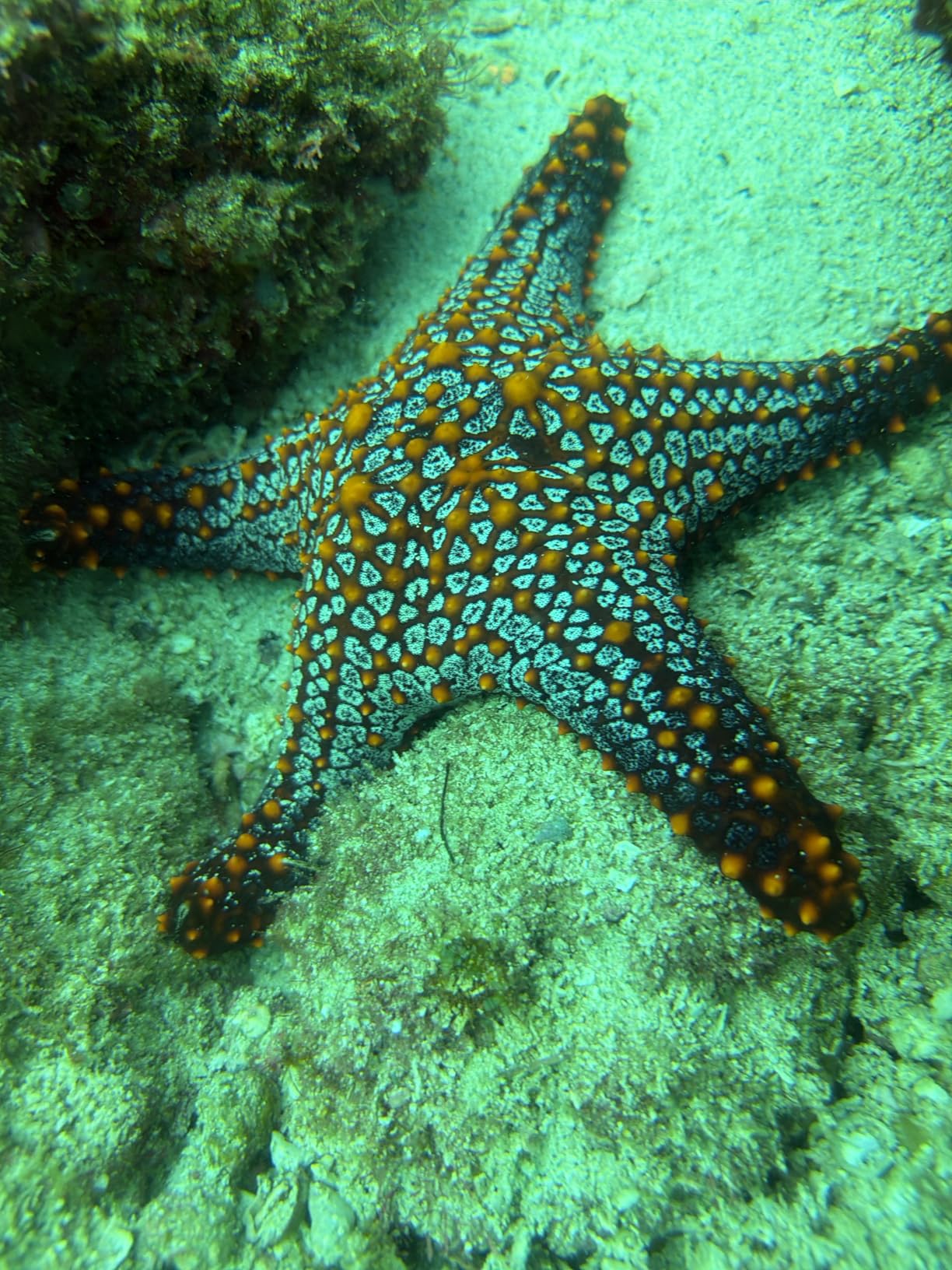 SEA LIFE SportDiver S Smartphone Tauchgehäuse 30m
