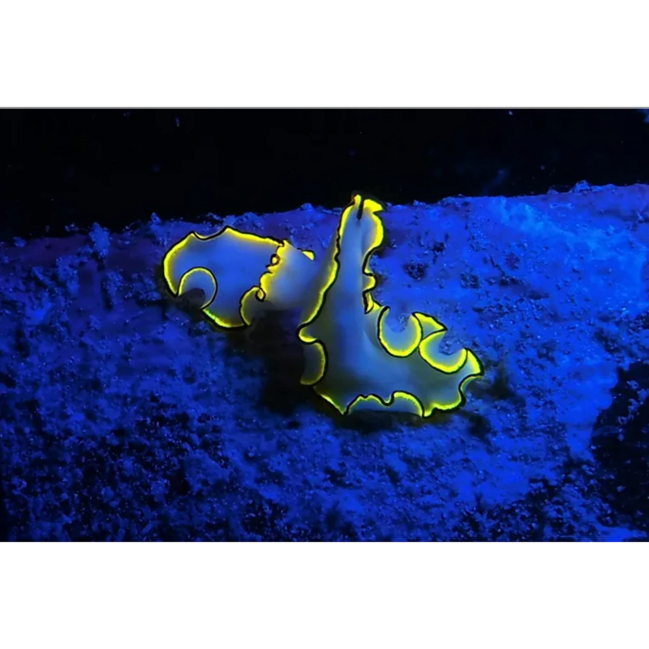 SEA LIFE Sea Dragon Fluoro-Dual Beam Tauchlampe 800 Lumen