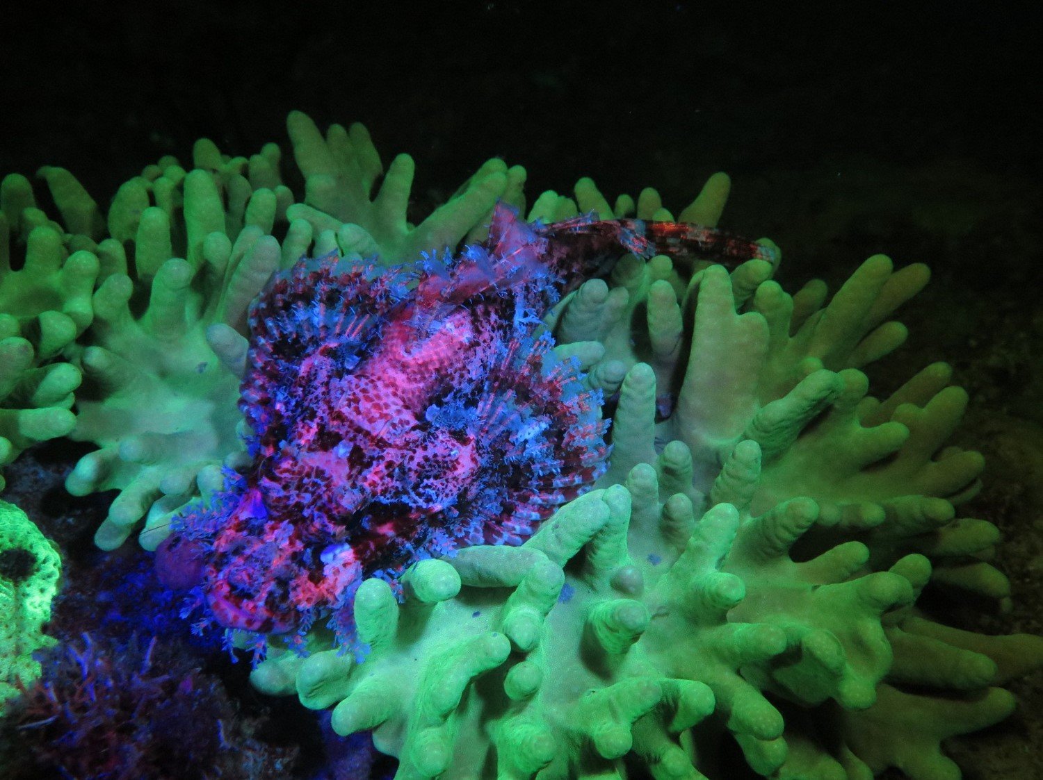 SeaLife Sea Dragon Fluoro Dual Beam Tauchlampe 800 Lumen