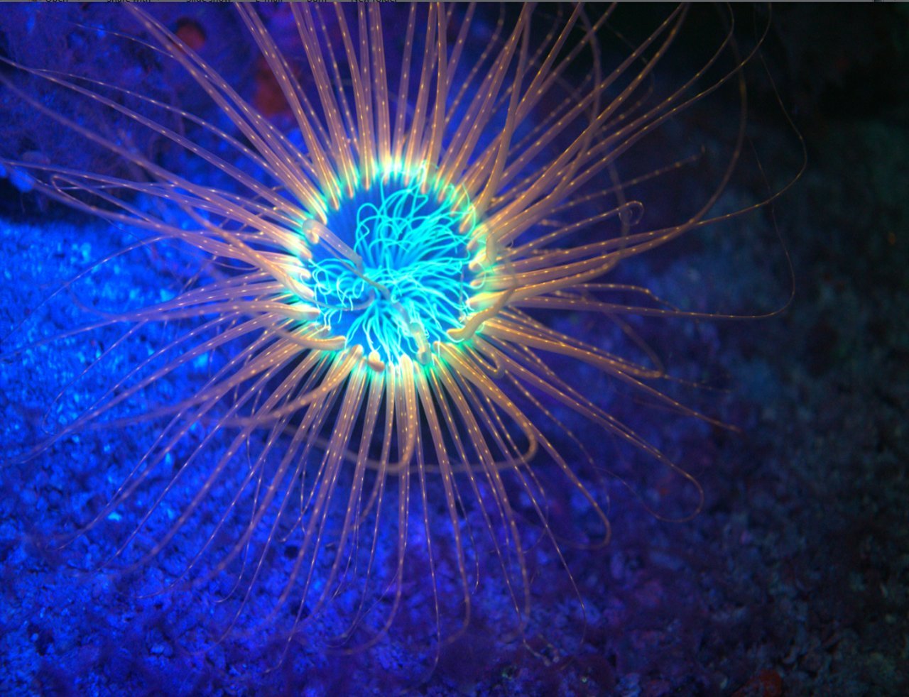 SeaLife Sea Dragon Fluoro Dual Beam Tauchlampe 800 Lumen