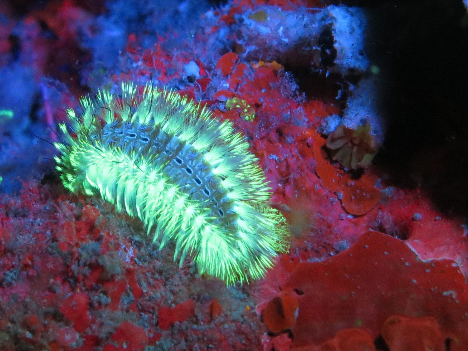 SeaLife Sea Dragon Fluoro Dual Beam Tauchlampe 800 Lumen