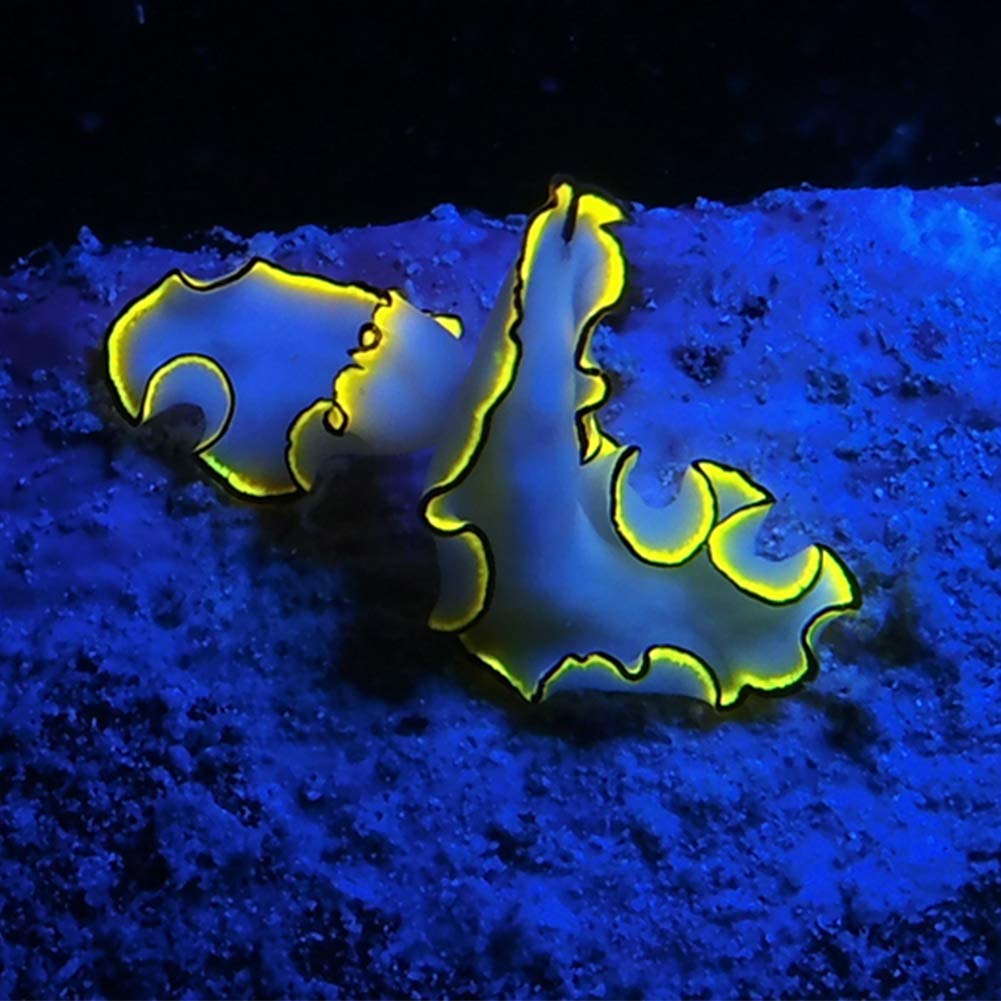 SEA LIFE Sea Dragon Fluoro-Dual Beam Tauchlampe 800 Lumen