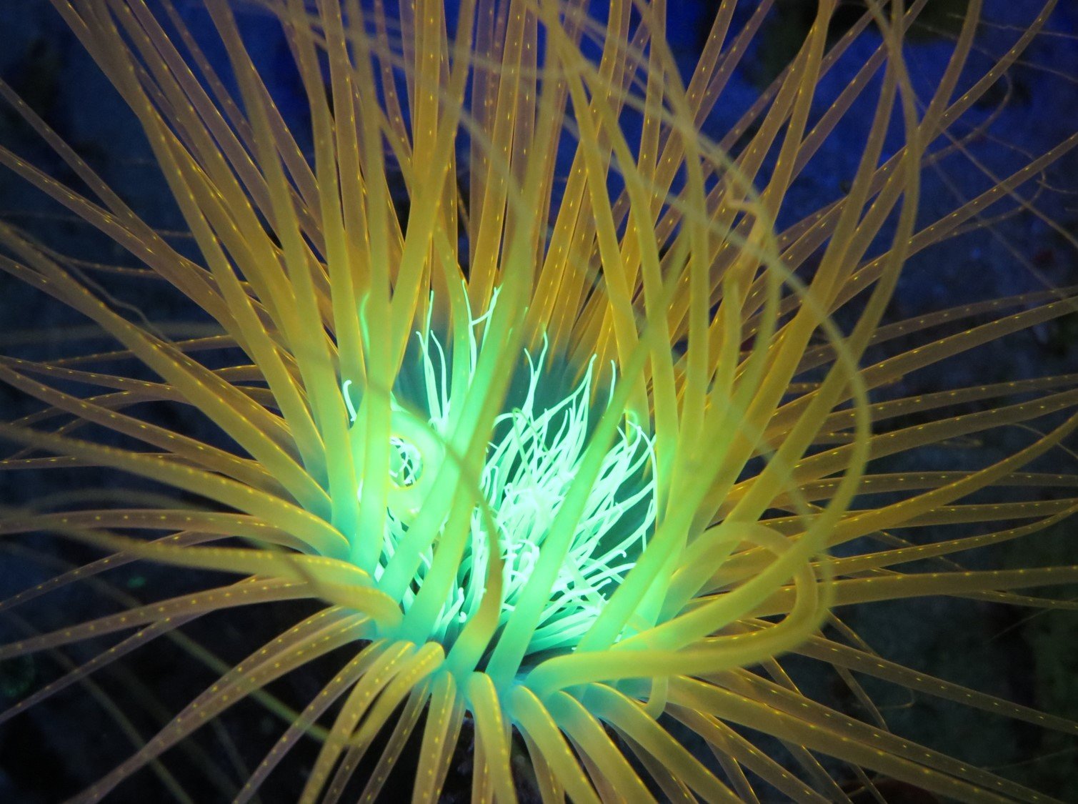 SeaLife Sea Dragon Fluoro Dual Beam Tauchlampe 800 Lumen